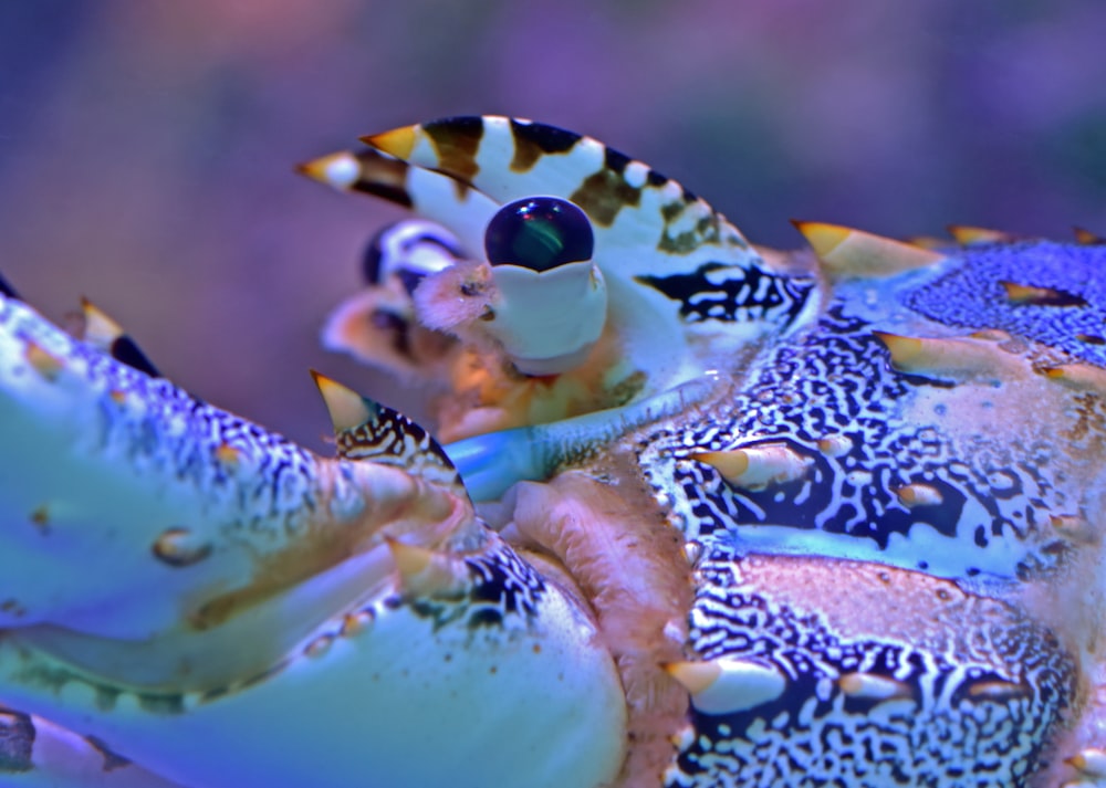 close up foto de animal marinho de concha marrom e branca