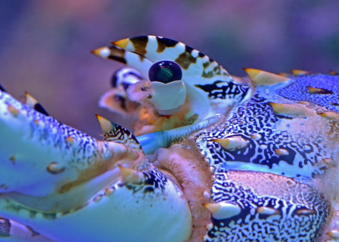 Wildlife photo spot Cairns Aquarium Lake Barrine QLD