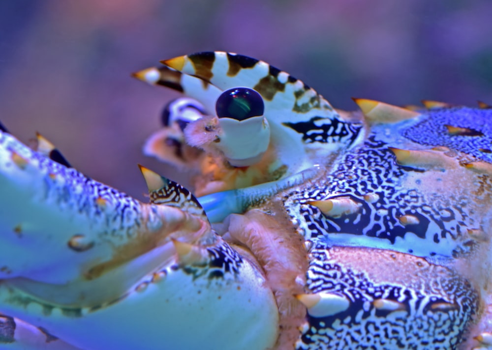 close up photo of brown and white shell marine animal