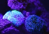 purple microscopic organisms