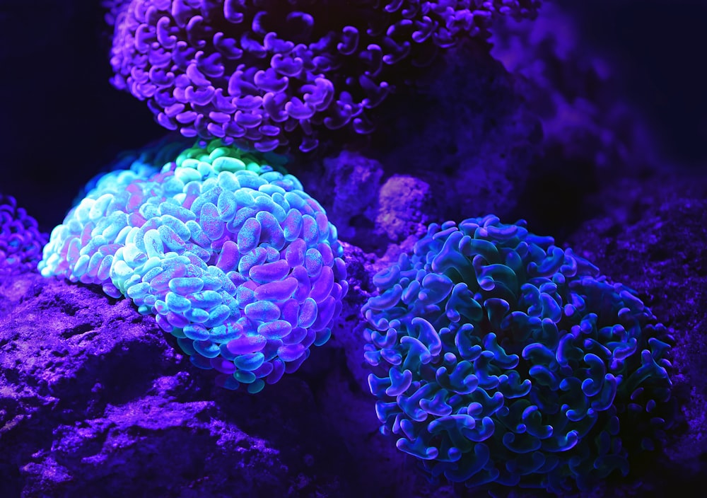 purple microscopic organisms