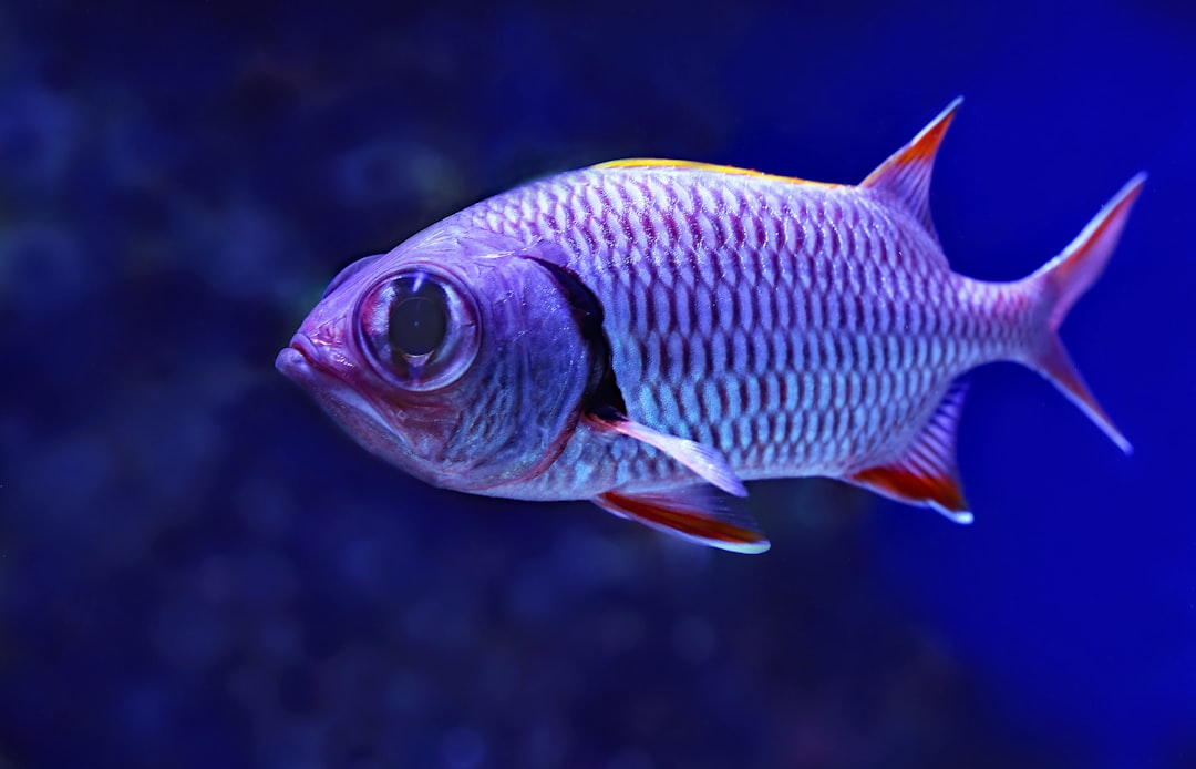 close-up photography of grey and red fish