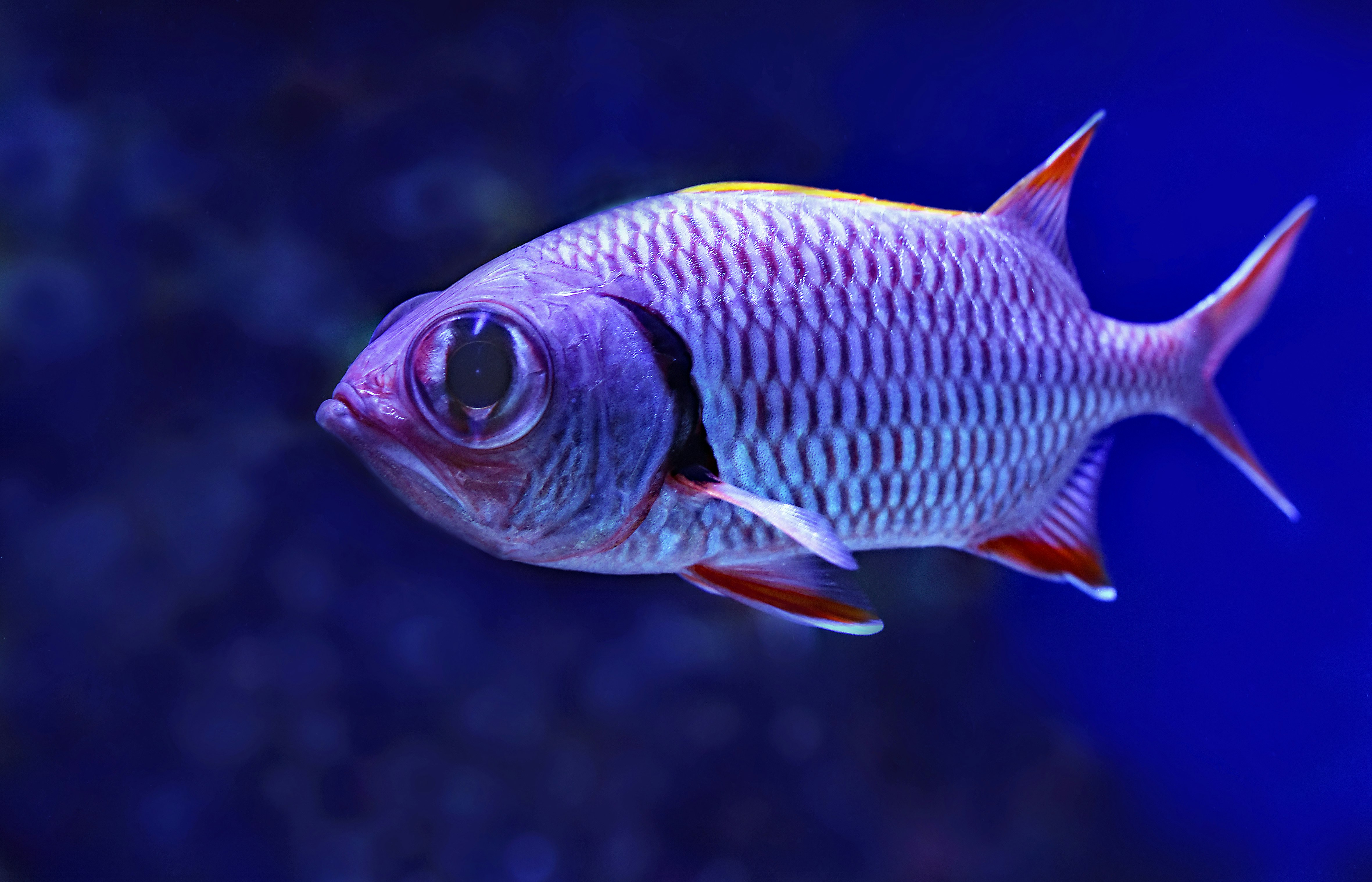 close-up photography of grey and red fish