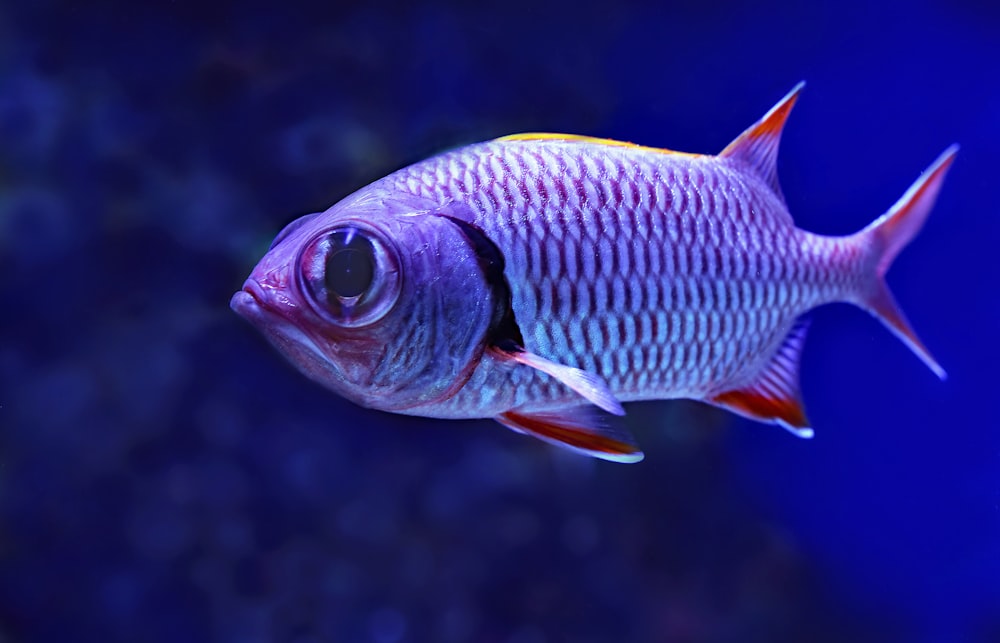 close-up photography of grey and red fish