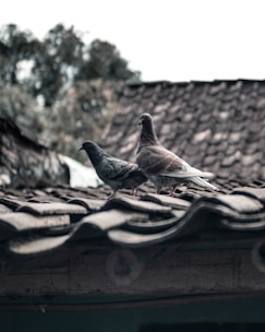two gray pigeons on roof