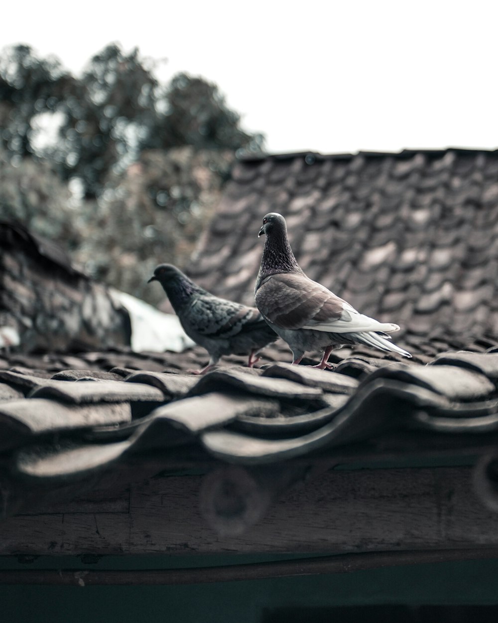 two gray pigeons on roof