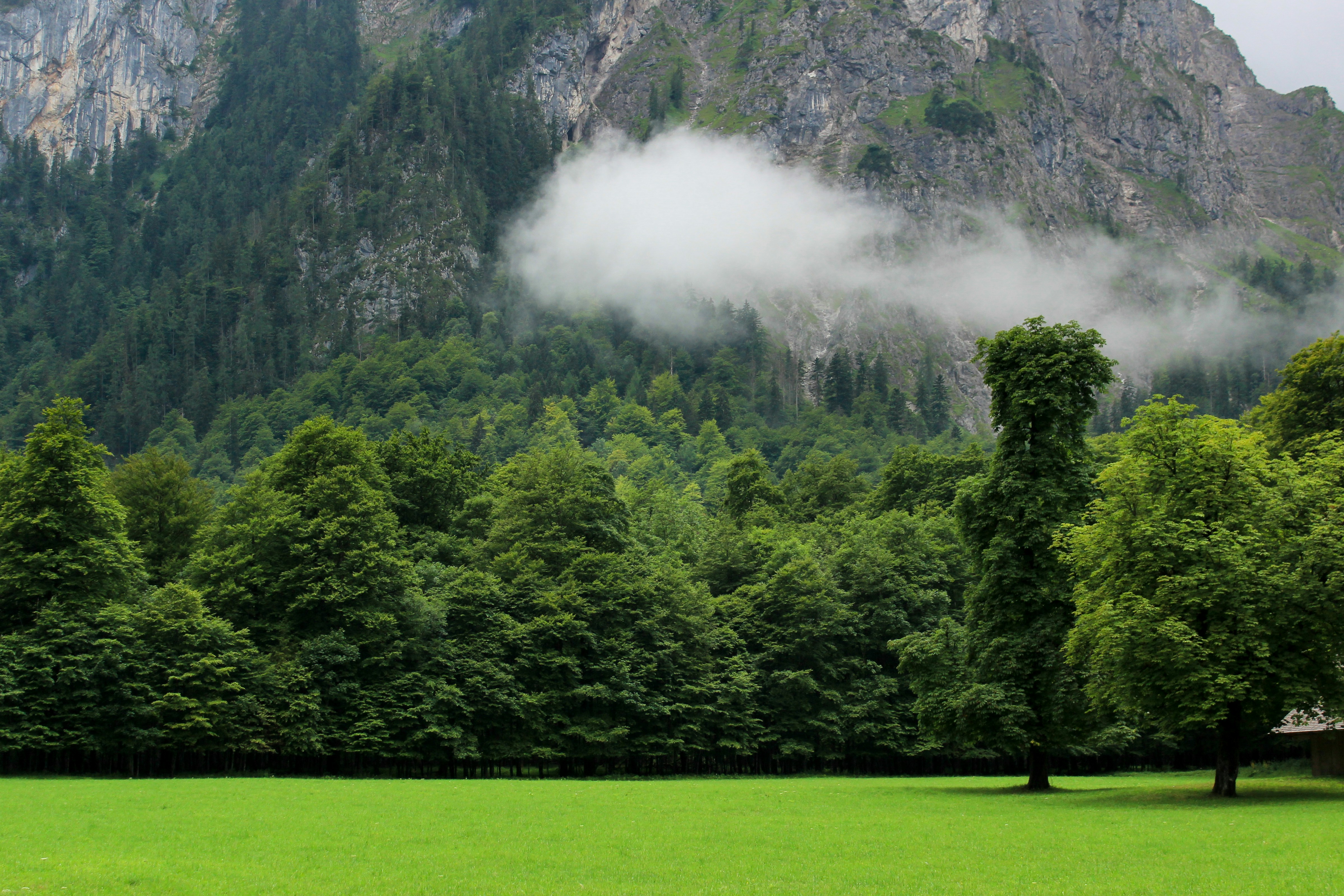 landscape photography of forest in front of mountain