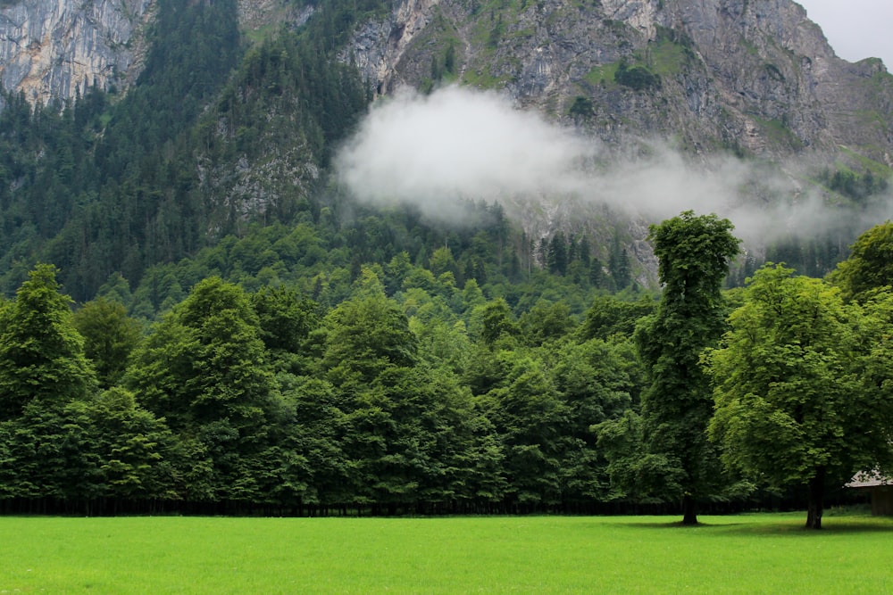 landscape photography of forest in front of mountain