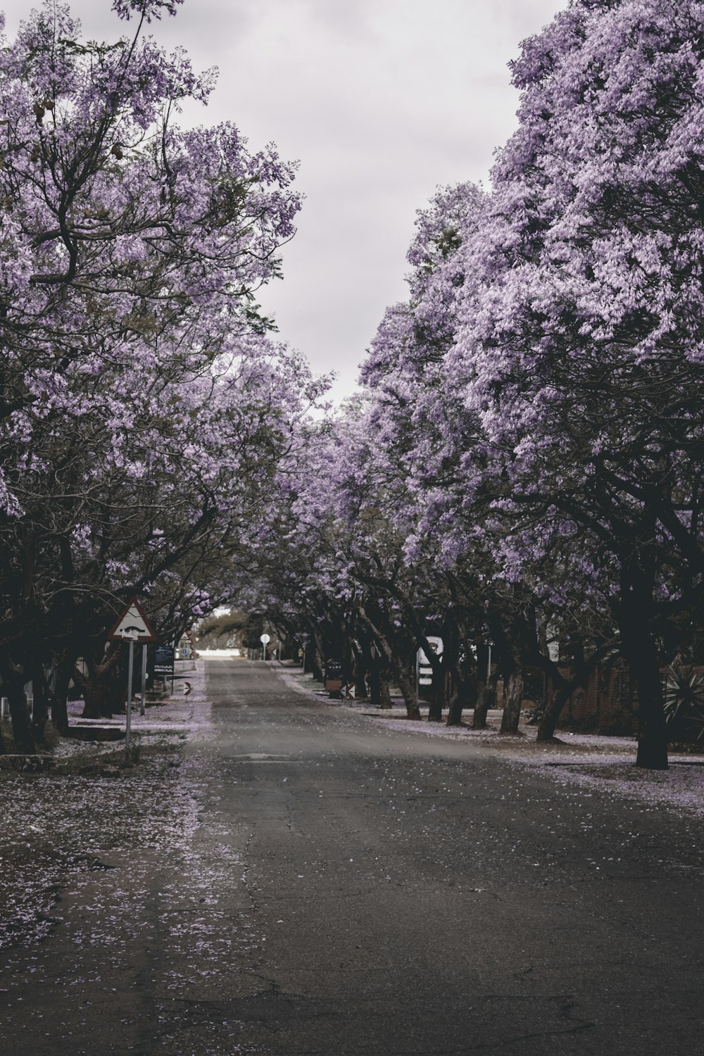 purple flowers threes