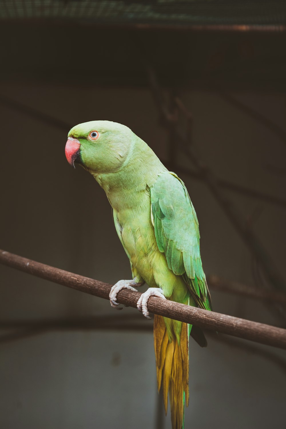 Grüner Papagei auf Ast während des Tages