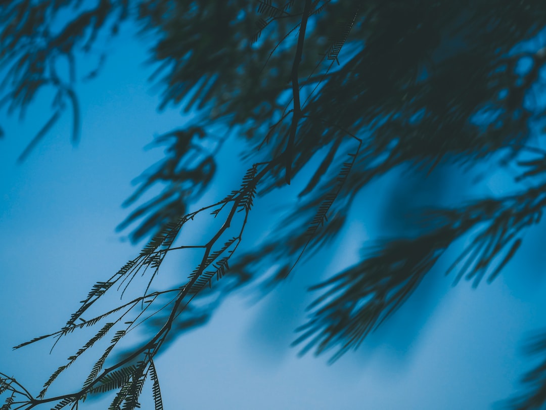 close-up photography of leaf