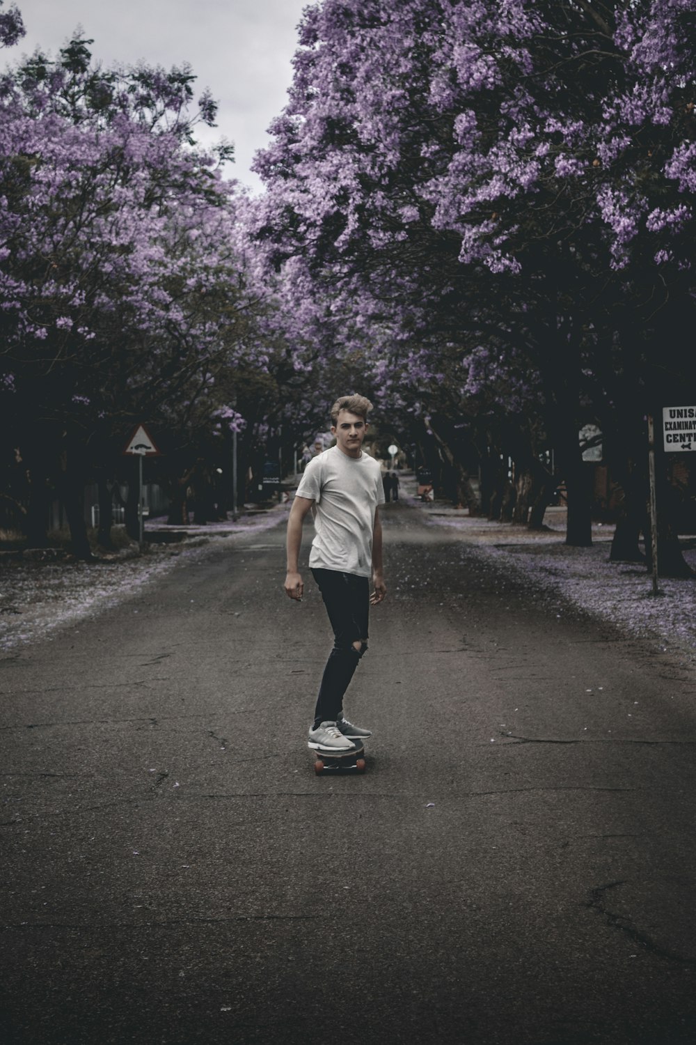 person skating on gray concrete top road near purple leaf trees