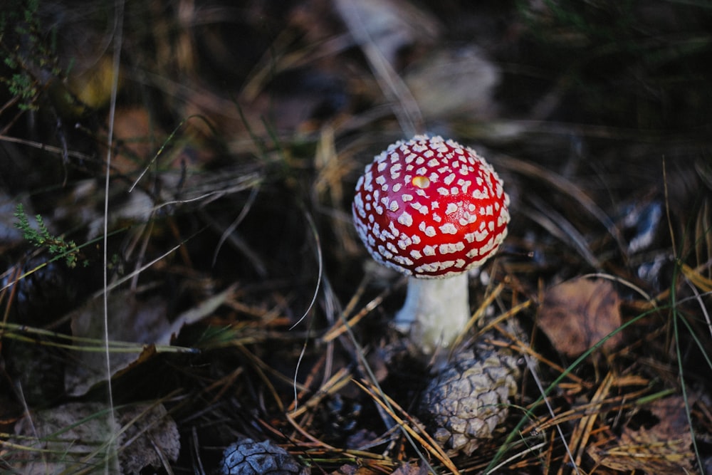 Champiñón rojo y blanco