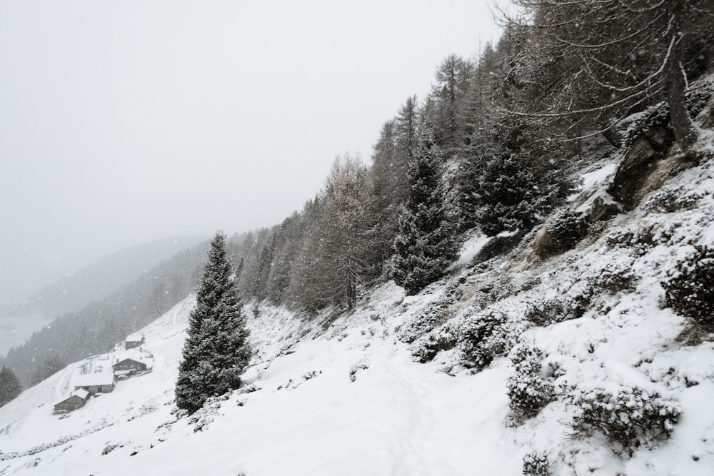 photo of palm trees covered with snow