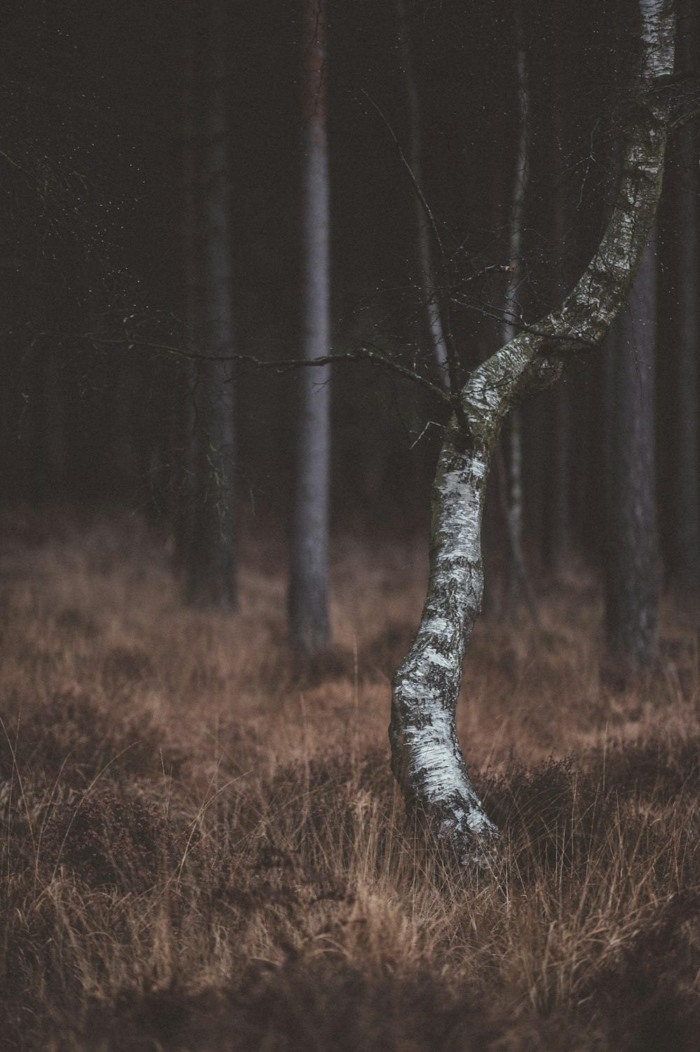 selective photography of birch trees photography