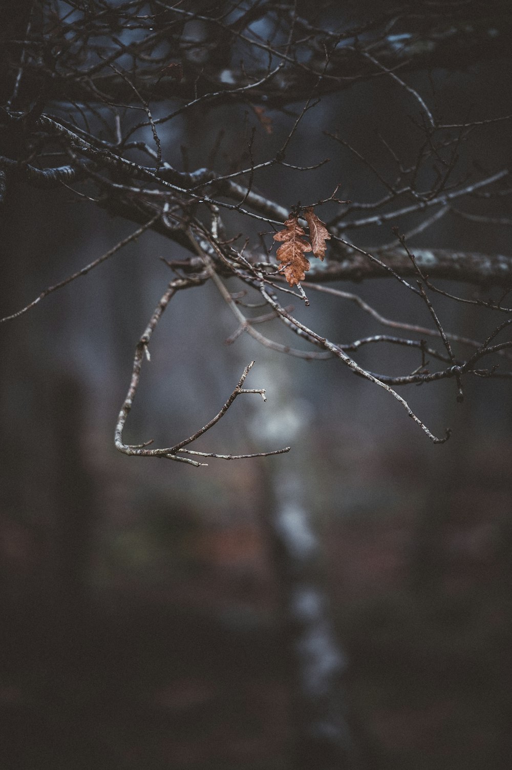 flaches Fokusfoto von getrockneten Blättern auf nacktem Baum im Freien