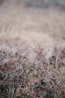 Close-up of native flora and fauna found along the hiking paths.