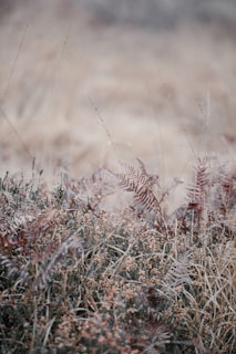 Close-up of native flora and fauna found along the hiking paths.
