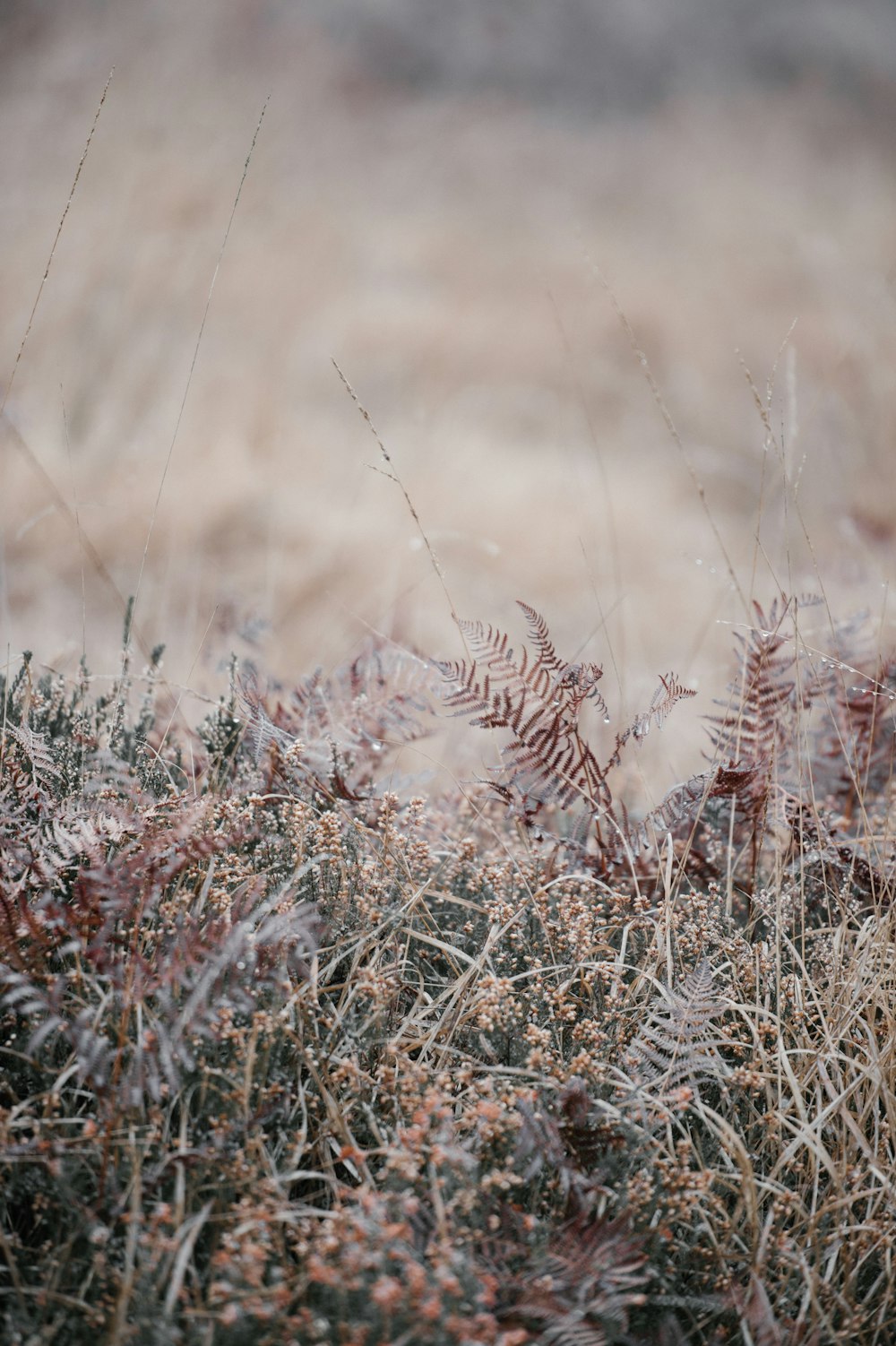 selective focus photo of dried plants