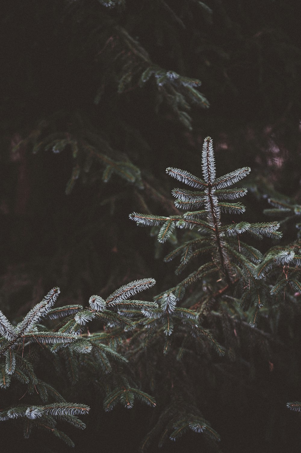 closeup photography of green plants