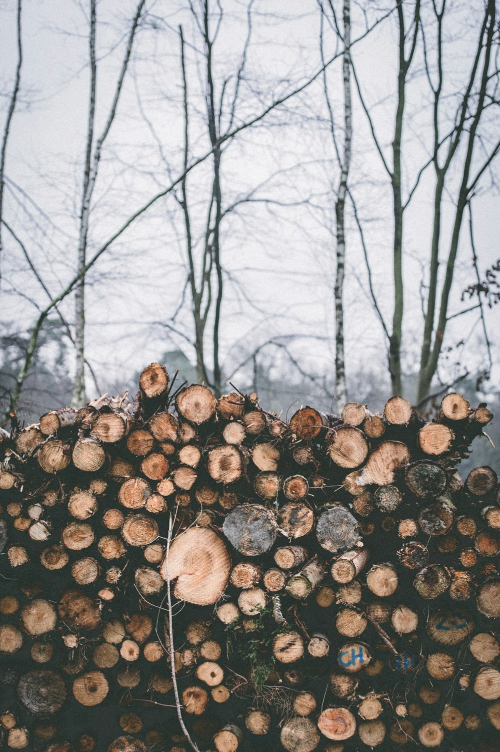 Brennholz in der Nähe eines blattlosen Baumes