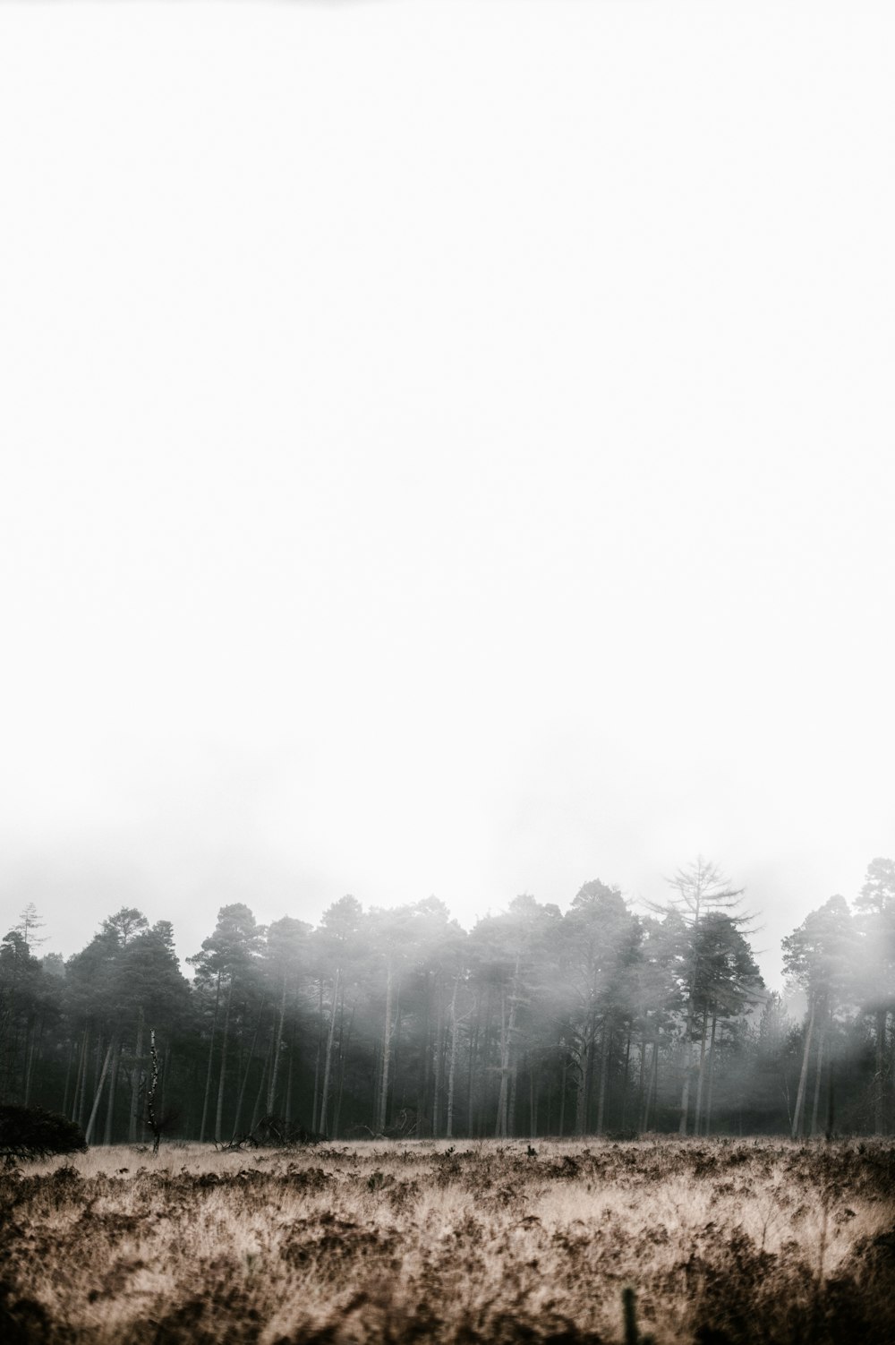 green trees covered with fog