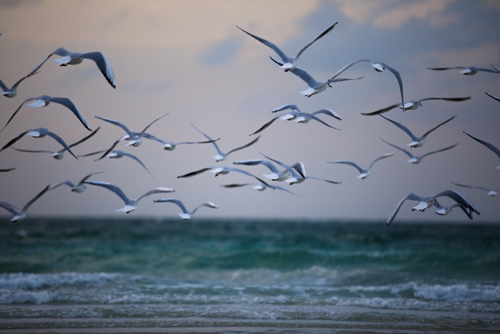 photography of birds flying in air