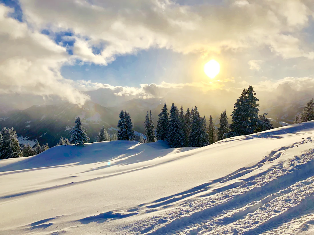 Besneeuwde naaldbomen met bergen op de achtergrond bij Gstaad