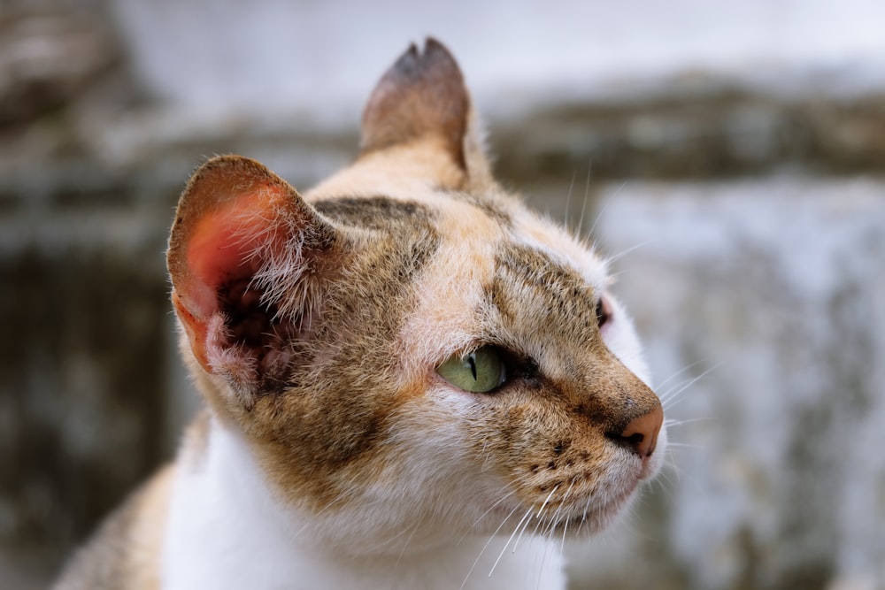 selective photo of yellow, white, and black cat taken at daytime