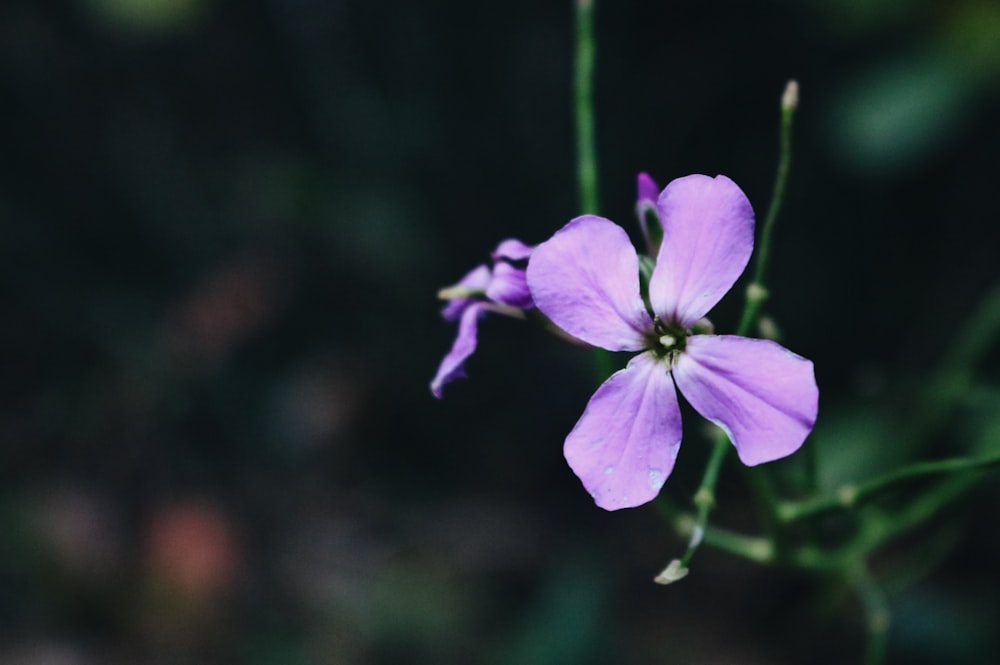 보라색 꽃의 얕은 초점 사진