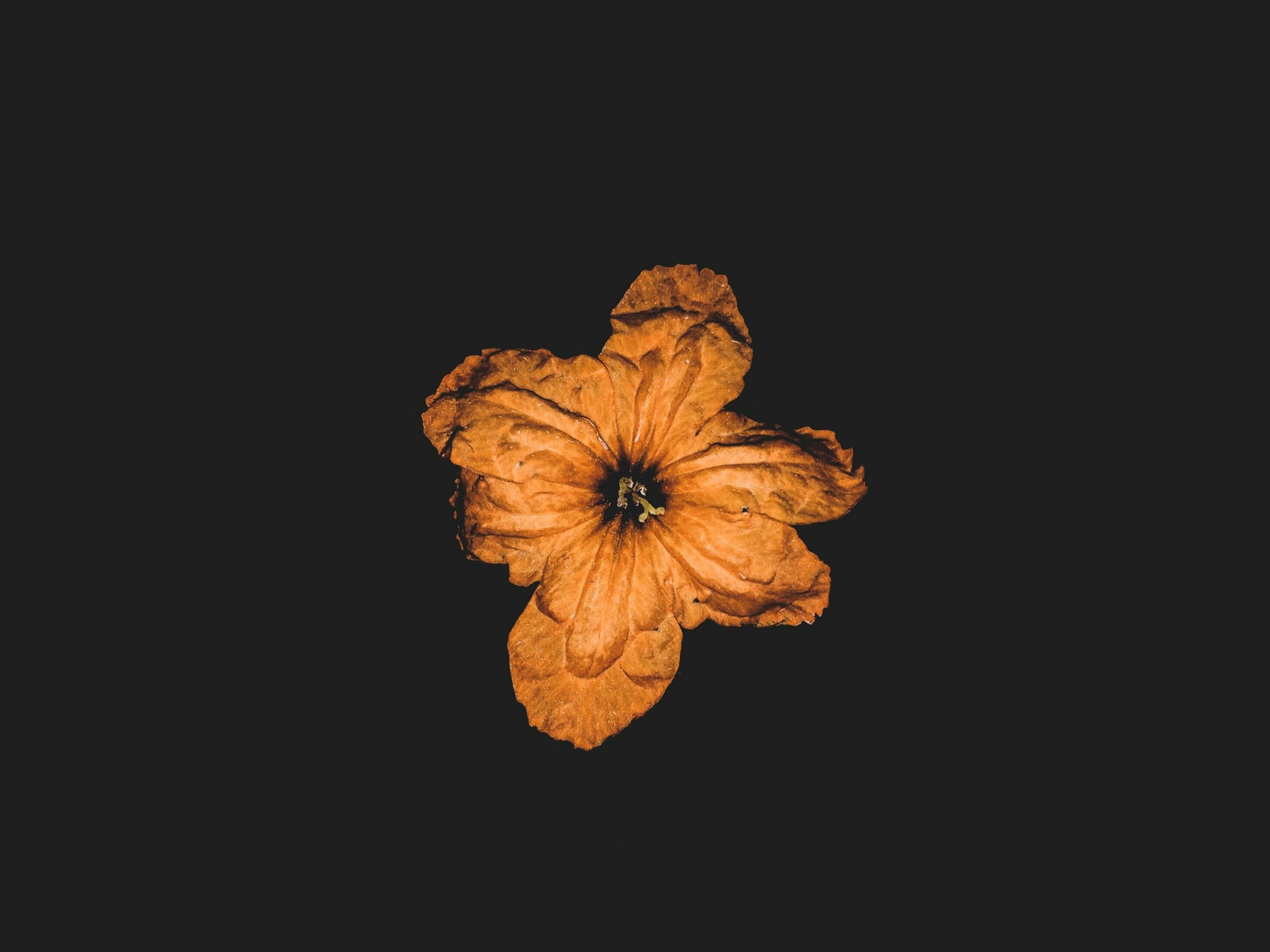an orange flower on a black background