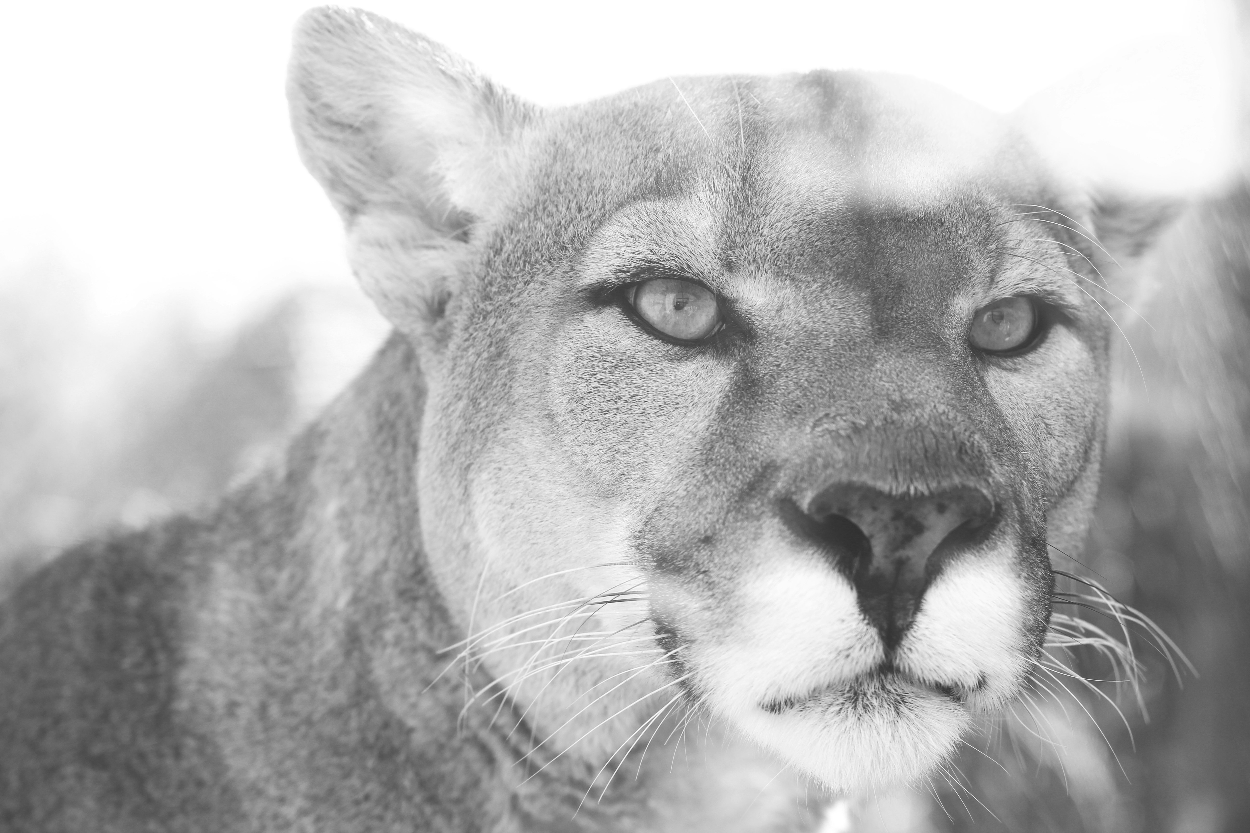 grayscale photo of cougar