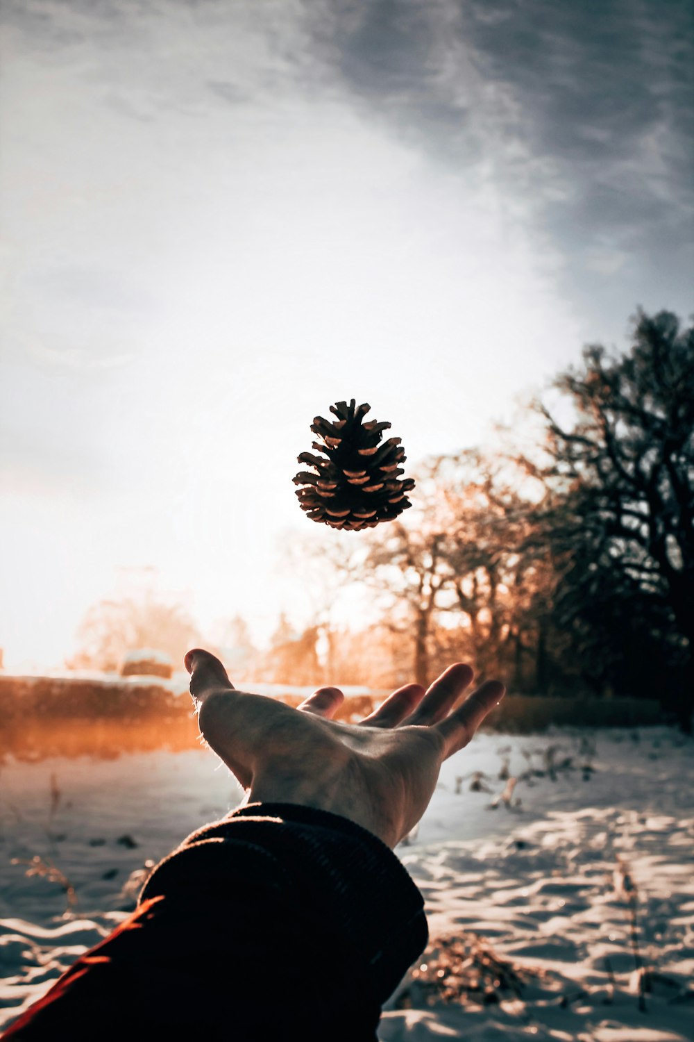 person trowing pine con during daytime photography