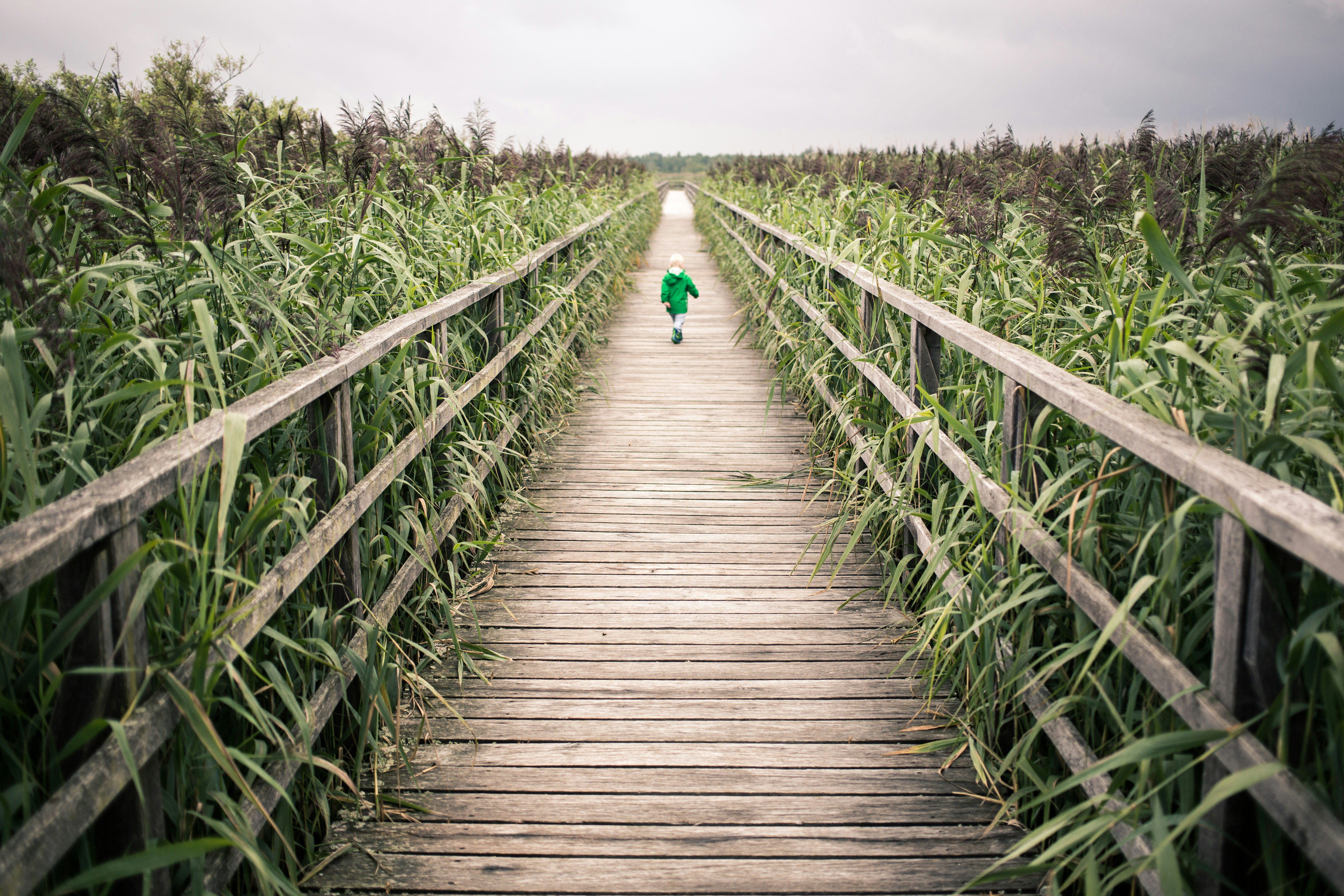 toddler walking on bridge near corn field during daytime