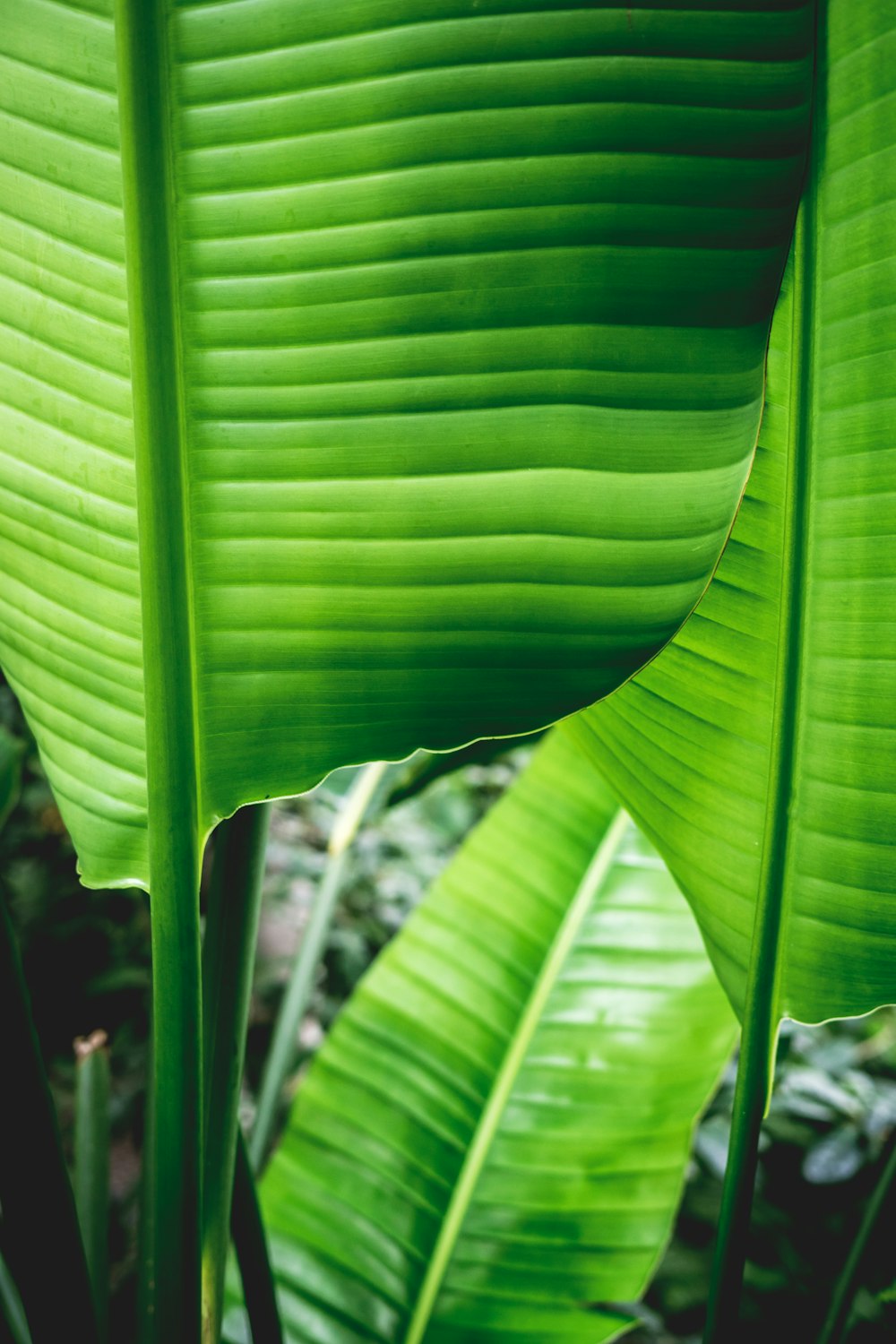 selective focus photo of green banana leaves
