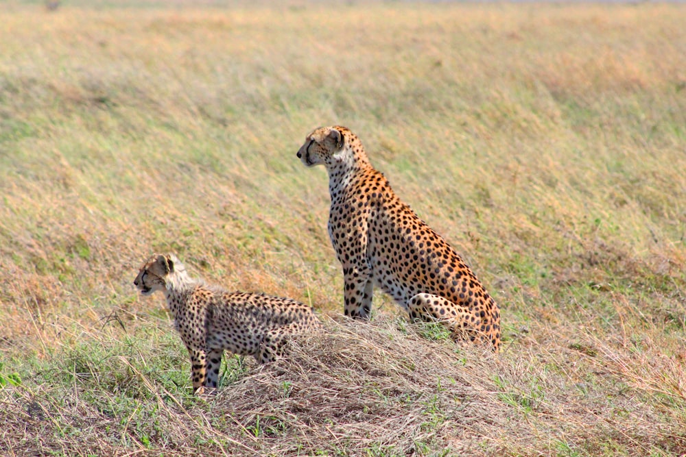 two leopards near green and brown grass