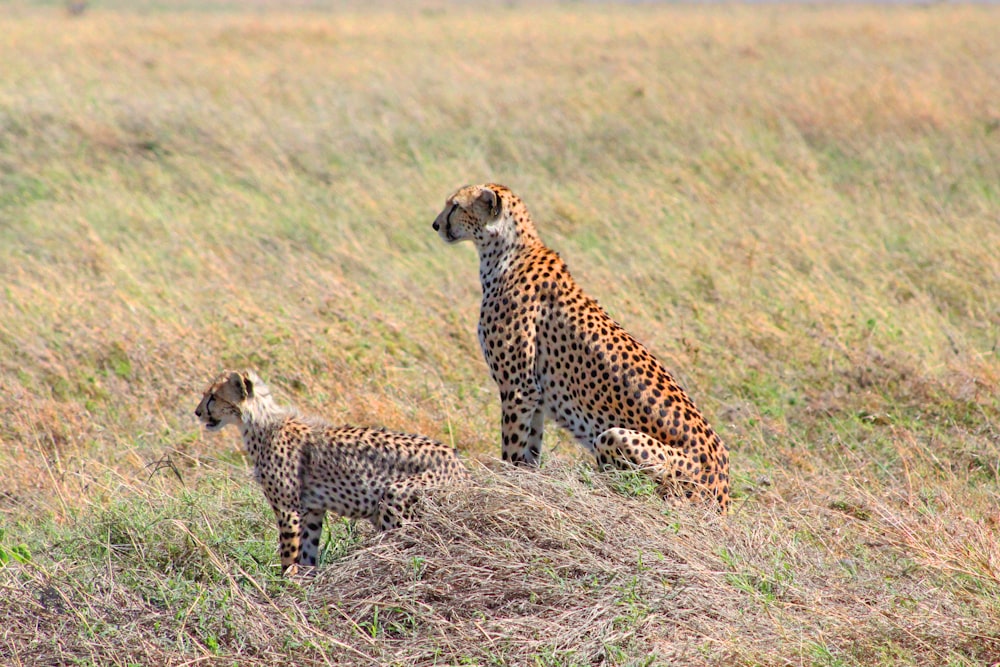 zwei Leoparden in der Nähe von grünem und braunem Gras