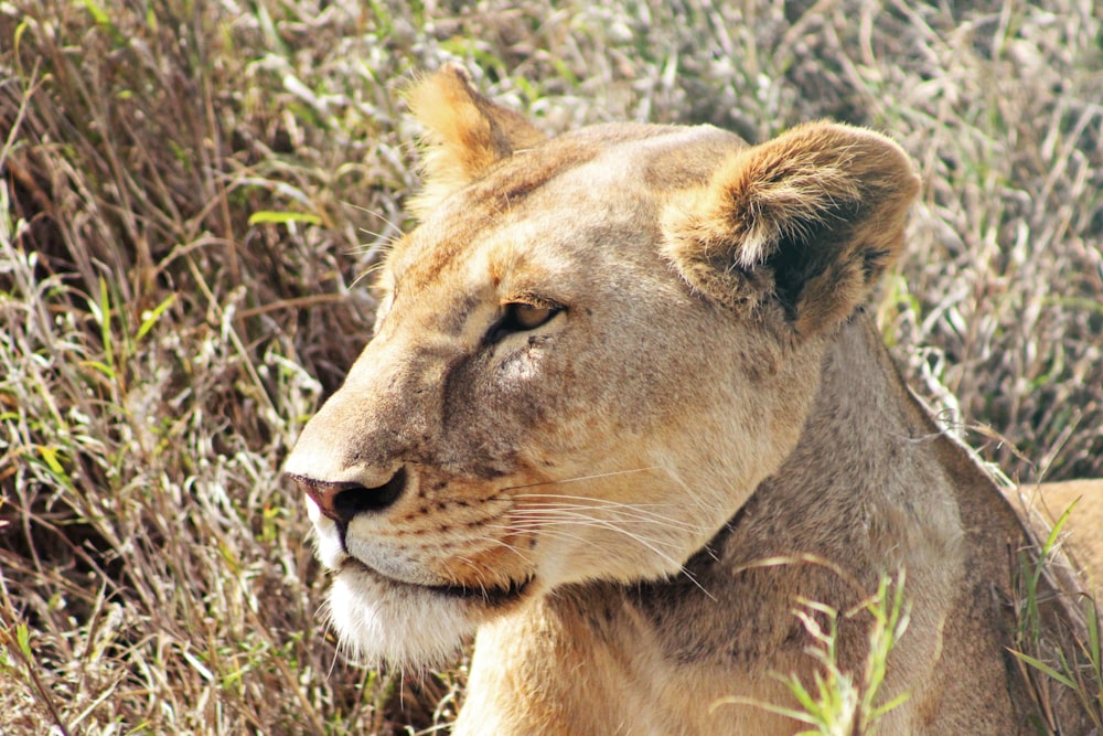leona hembra en campo de hierba