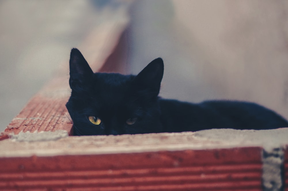 검은 고양이의 얕은 초점 사진