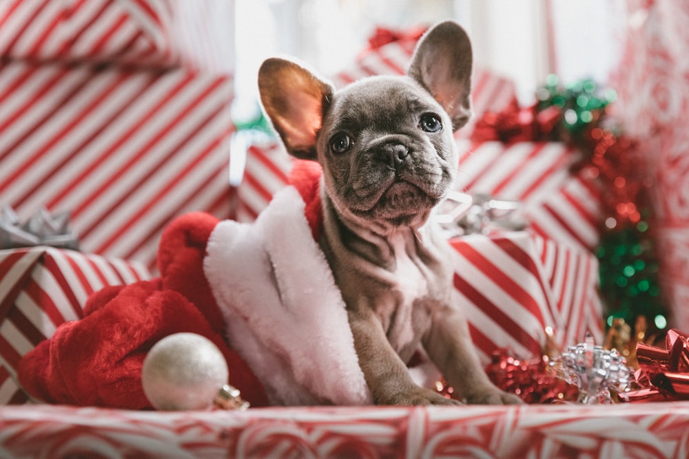 gestromter französischer Bulldoggenwelpe mit Weihnachtsmannmütze