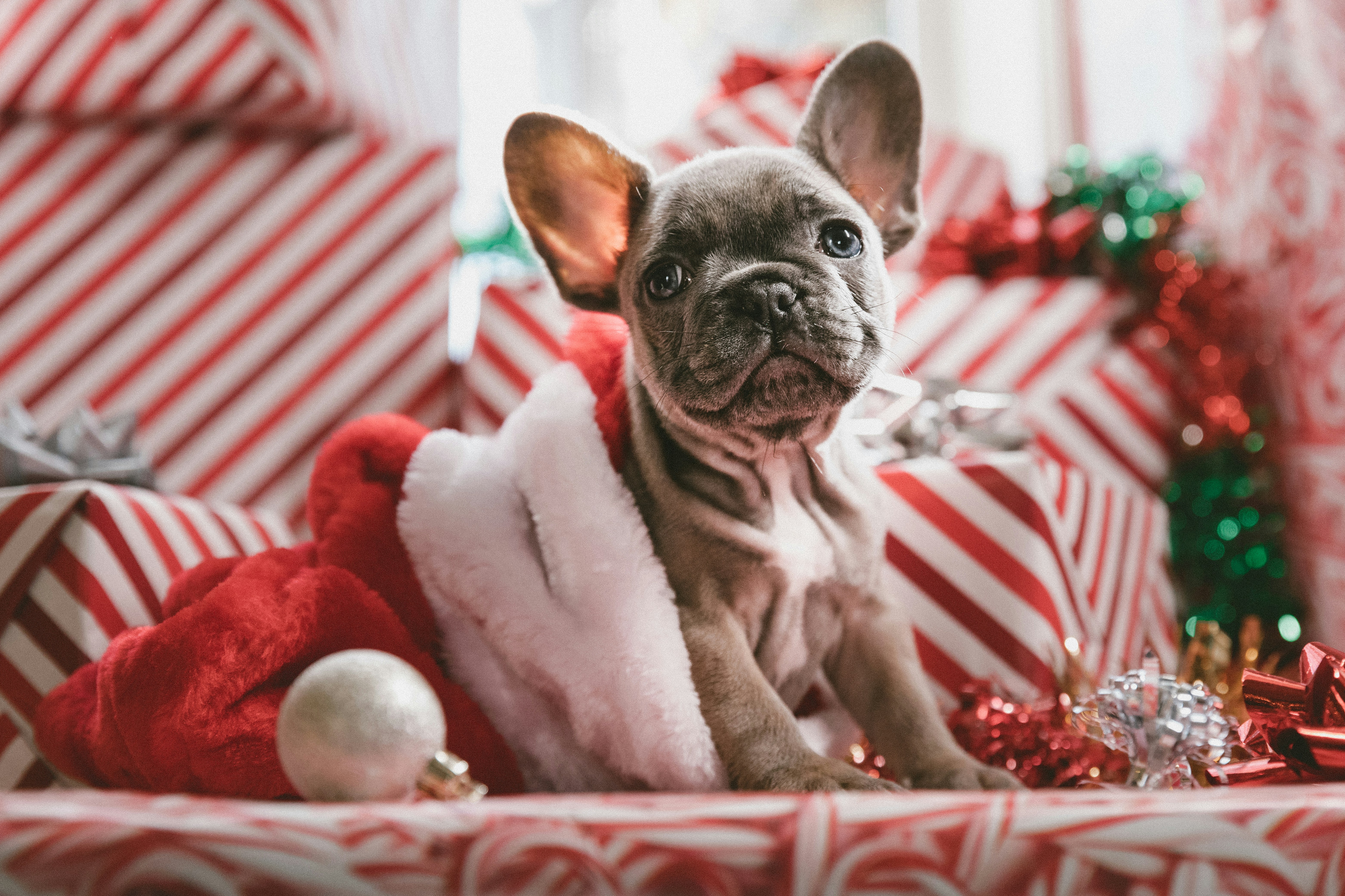 great photo recipe,how to photograph christmas puppy; brindle french bulldog puppy in santa hat