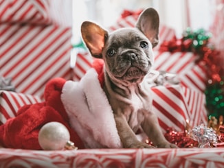 brindle French bulldog puppy in Santa hat