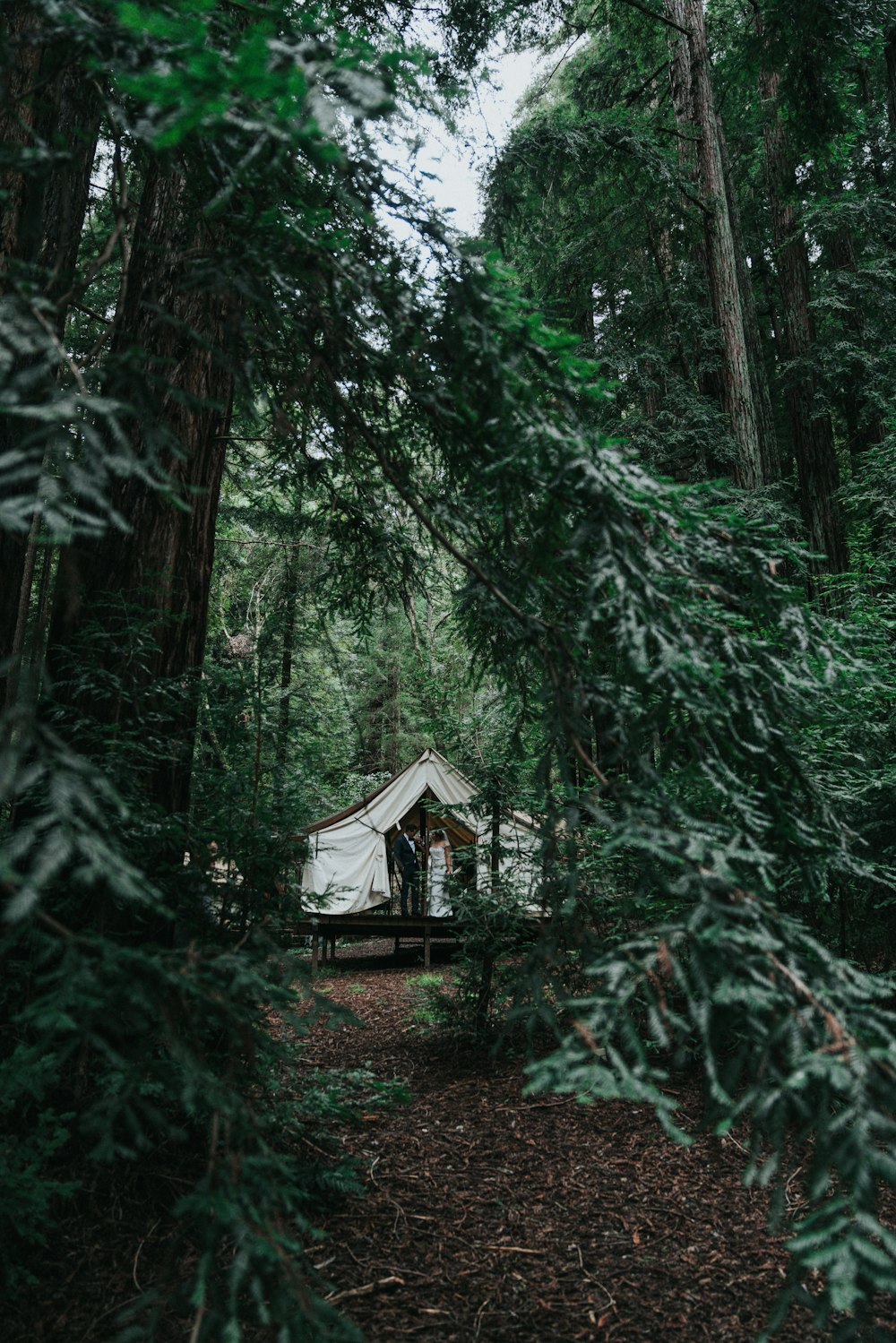 tenda de dossel branco no meio da floresta