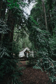 A canvas tent is nestled among tall trees in a dense forest. Branches and leaves frame the scene, creating a secluded and peaceful atmosphere. The ground is covered with pine needles.