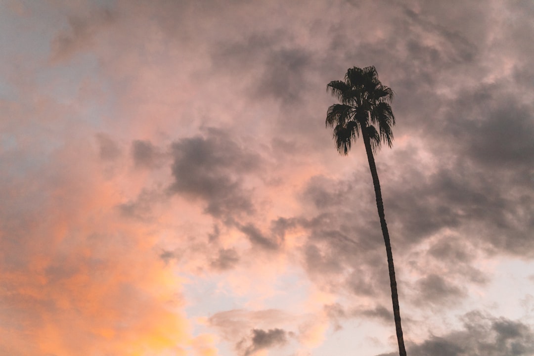 coconut tree under gray and orange cloudy sky