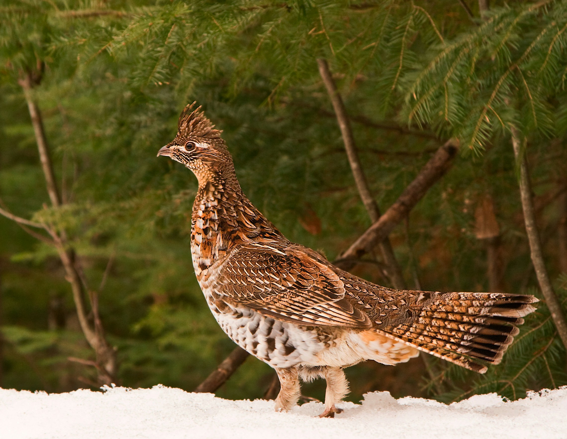brown and white bird closeup photography partridge teams background