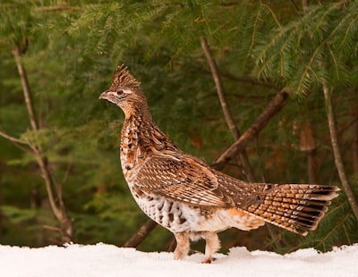 brown and white bird closeup photography partridge teams background