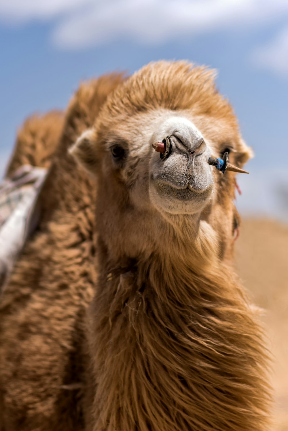 Foto de primer plano de camello marrón durante el día