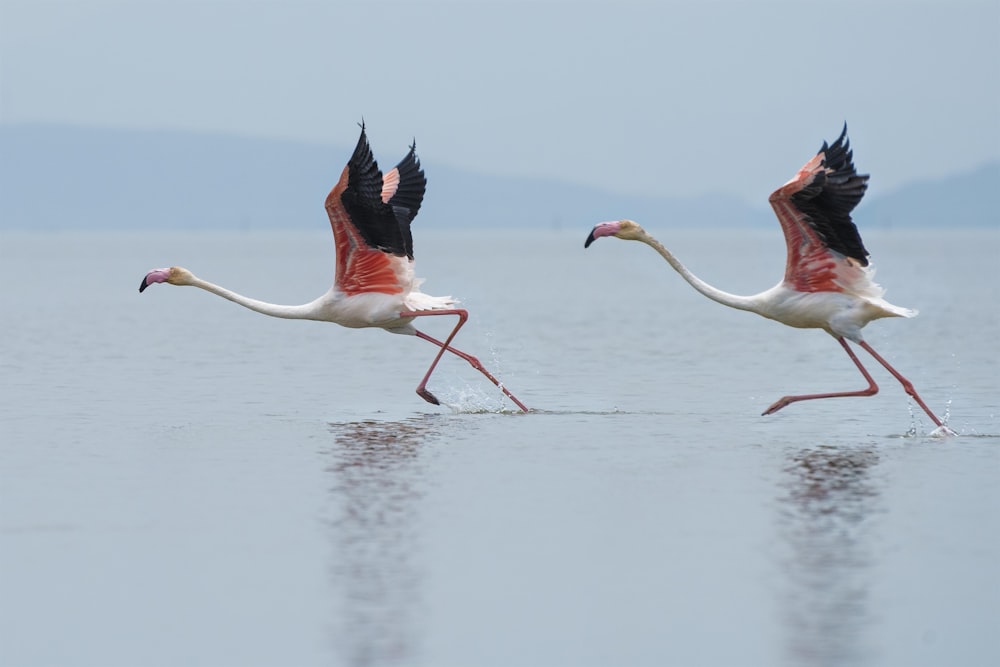 물 위를 달리는 흰색과 분홍색의 플라밍고 두 마리