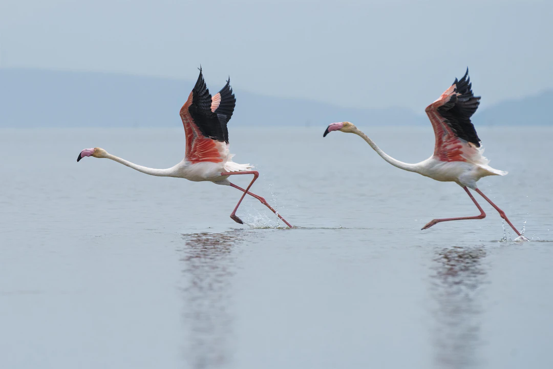 4-Day Luxury Nakuru Itinerary | Premium Kenya Travel Guide